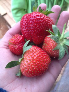 11215081_758261820939542_7576880538972074508_n